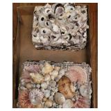 (2) Shell Jewelry boxes