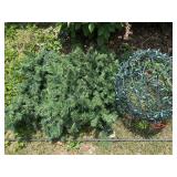 Christmas lights, tree limbs, shepherds hook