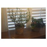 Calanchoe & Pepperomia Indoor Plants "Live"