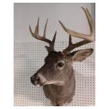 10 point buck White Tail Deer Mount
