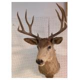 11 point white tail buck deer