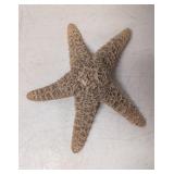 7' dried Sea Star Star Fish