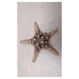 Cortez Star Fish