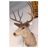 11 point Mule Deer Taxidermy