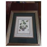 Framed pictures of fruit