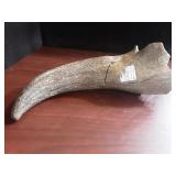 Fossilized bison horn