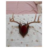 8 point deer antlers plaque mount
