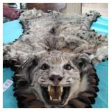 Taxidermy cougar rug wall decor Taxidermy cougar rug wall decor