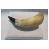 Genuine 7-inch Polished Water Buffalo / Cow Horn