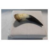 Genuine 5.5-inch Polished Water Buffalo / Cow Horn