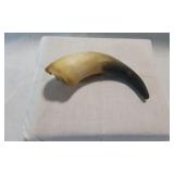 Genuine 6-inch Polished Water Buffalo / Cow Horn