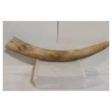 Genuine 18-inch Steer Longhorn