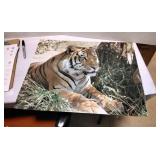 16" by 20" photo of Bengal Tiger