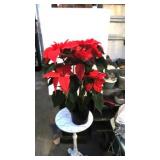 Red Poinsetta Plant