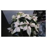 White poinsetta plant