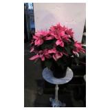 Light Pink Live Poinsetta Plant