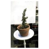 " Opuntia Monacantha " Plant