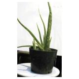Aloe Vera Plant
