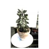 " senocia Crassissimes " living Plant