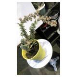 " Crassula Marnieriana " plant