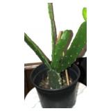 Prickly Cactus Plant