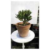 " Crassula Ovato Gollum " Plant