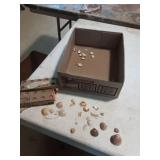 Shells from Mediterranean Sea and Beach of Tunis