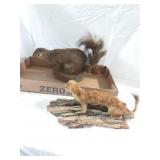 Squirrel and Mountain Weasel Taxidermy