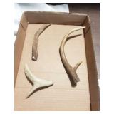 small deer antlers