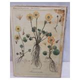 Vintage Botanical Illustration on Canvas