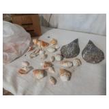 Vtg Seashells