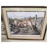"Mountain Lion"  Felis Concolor Ray Harm