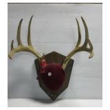 9 Point whitetail mount on plaque.