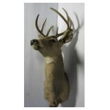 9 Point Whitetail neck mount. 9 Point Whitetail neck mount.