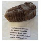 Phacops Trilobite fossil from the Western Atlas