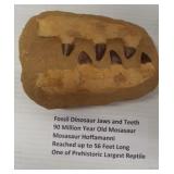 Fossil dinosaur jaw and teeth from a 90 Million