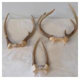 (3) White tail antlers including spike, 4 pt. and