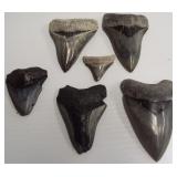 (6) Great white shark teeth. Largest measures 3".