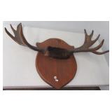 Moose horns on plaque.