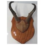 Prong horn antlers on plaque.