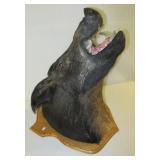 Wild boar neck mount on plaque. Note: Missing one