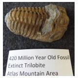 420 Million year old fossil. Extinct Trilobite.