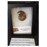 Red opal fossil ammonite hand polished from