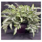 Artificial Japanese Fern
