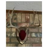 Mounted Deer Horns