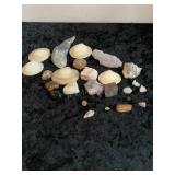 Collection of Shells & Rock Samples