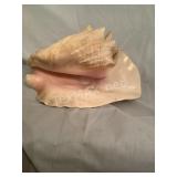 Large Sea Shell