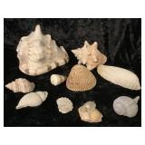 Collection of Shells