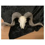 Big Horned Sheep Mount