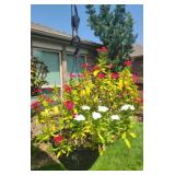 Hanging Plant